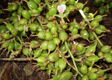 improved variety of cardamom named -Elarajan - Photo