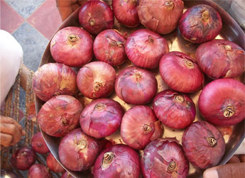 BalwanPyaj - Onion Variety - Photo