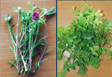 Use Control of insect pest in agricultural crops - Photo