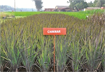 Improved paddy variety - Photo