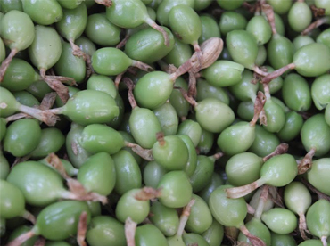 Pappalu - pest tolerant cardamom variety - Photo