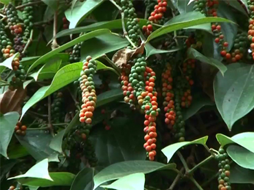 Zion Mundi-Improved Black Pepper Variety - Photo