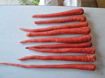 Durga 4- Improved Variety of Carrot - Photo