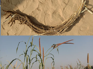 Sulkhaniya Bajra- Improved Traditional Pearl Millet (Bajra) Variety - Photo