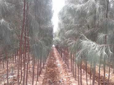 Improved varieties of Crossandra spp and Casuarina spp - Photo