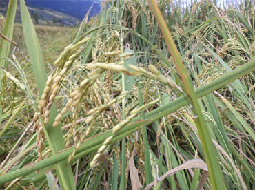 Image of Sanayambi Phou - improved paddy variety