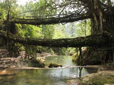 The Living Root Bridges of Meghalaya- a community developed, community nurtured grassroots innovation - Photo