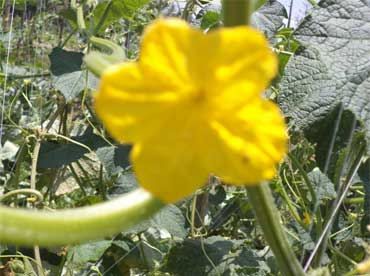 Chingjin Thabi Selection-Improved cucumber variety - Photo