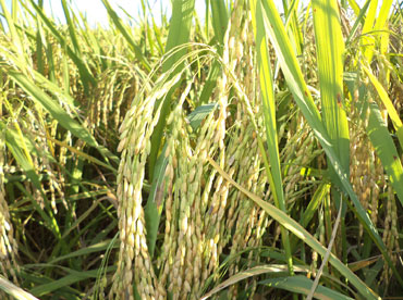 Kesho Phou – improved paddy variety - Photo