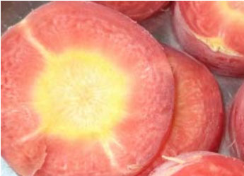 Improved variety of carrot (Laxmangarh Selection) - Photo