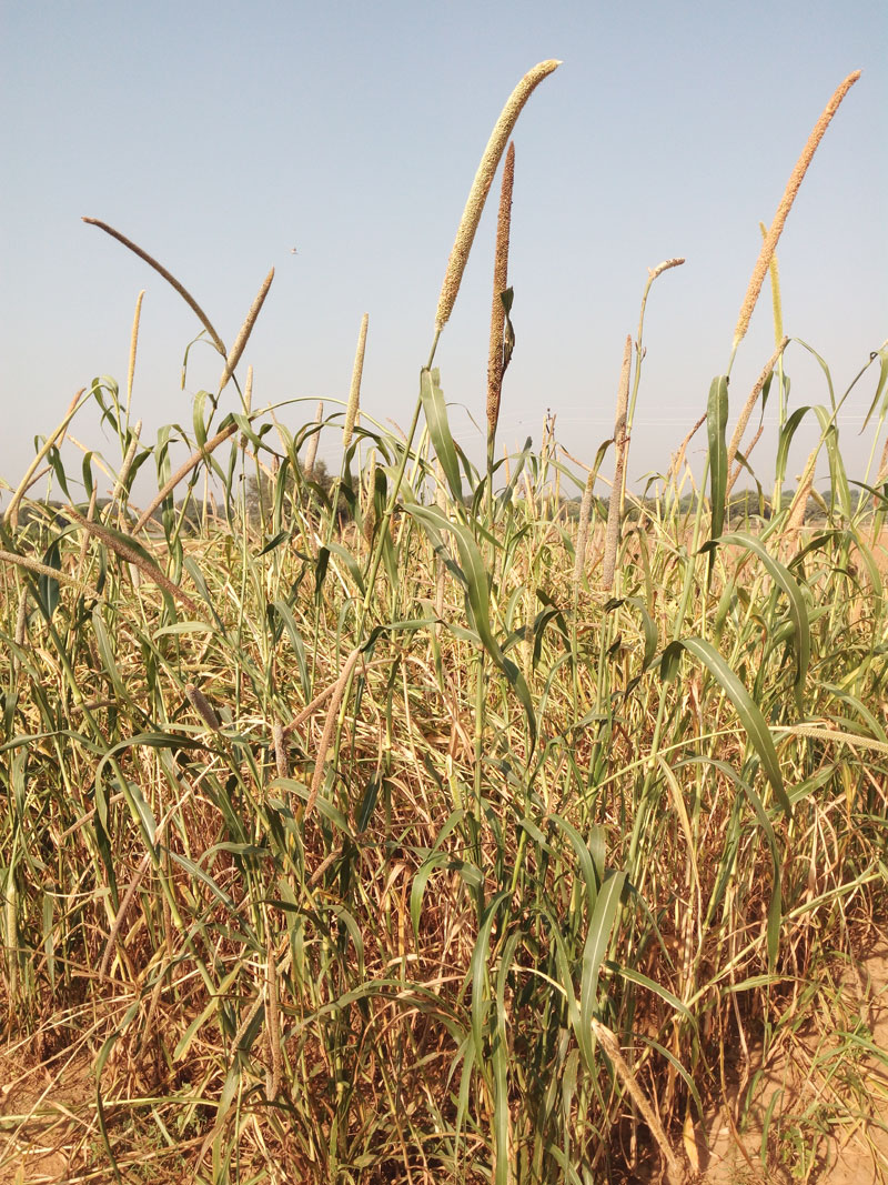 Image of Sulkhaniya Bajra- Improved Traditional Pearl Millet (Bajra) Variety