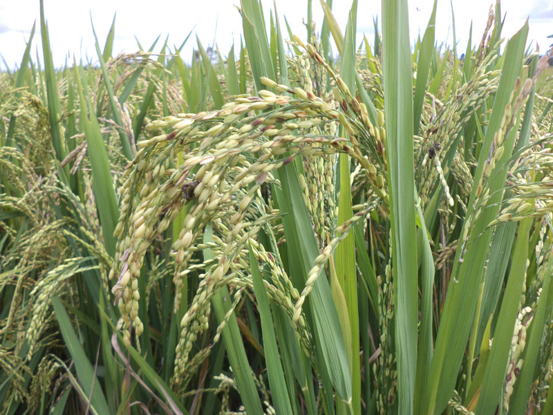 Image of Sanayambi Phou - improved paddy variety