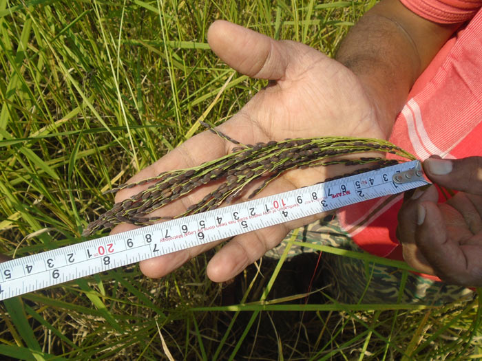 Image of Kubri Mamhani Selection and Kamal- Green Rice Varieties