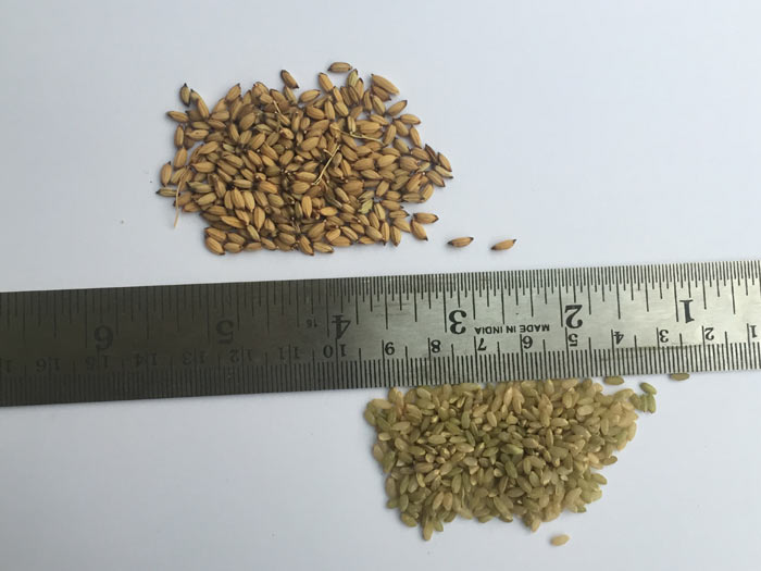 Image of Kubri Mamhani Selection and Kamal- Green Rice Varieties