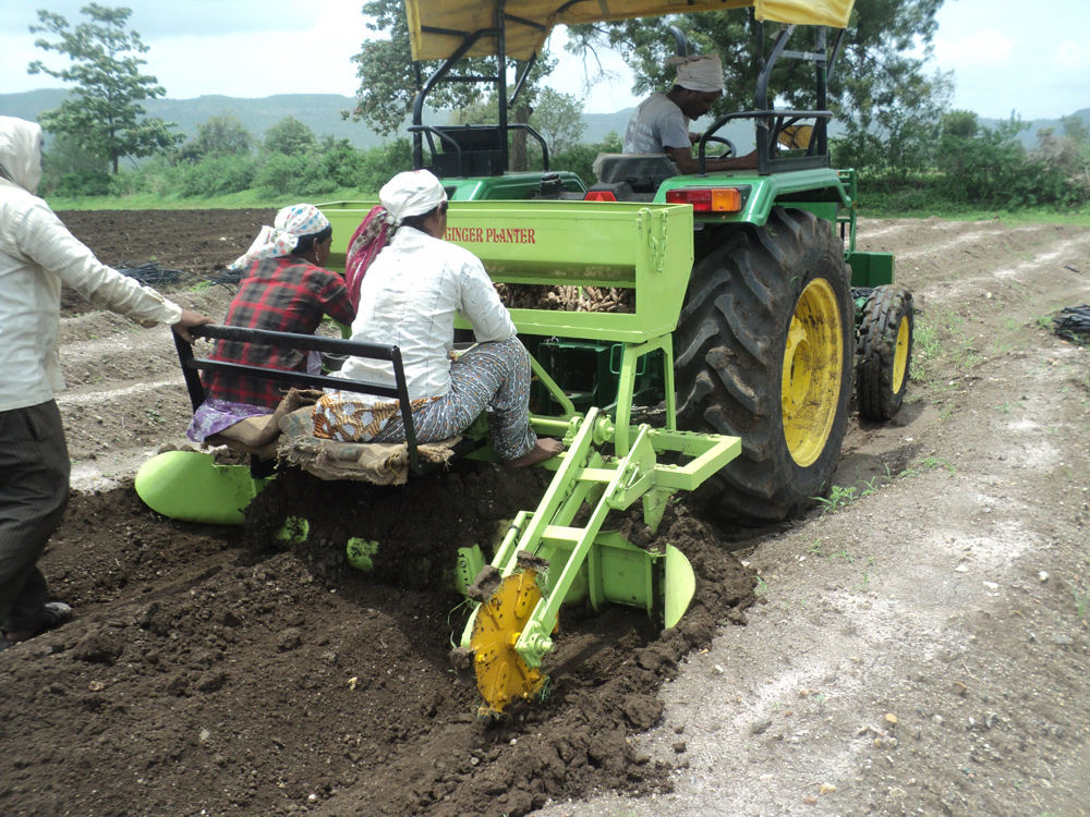Image of Turmeric/Ginger Planter