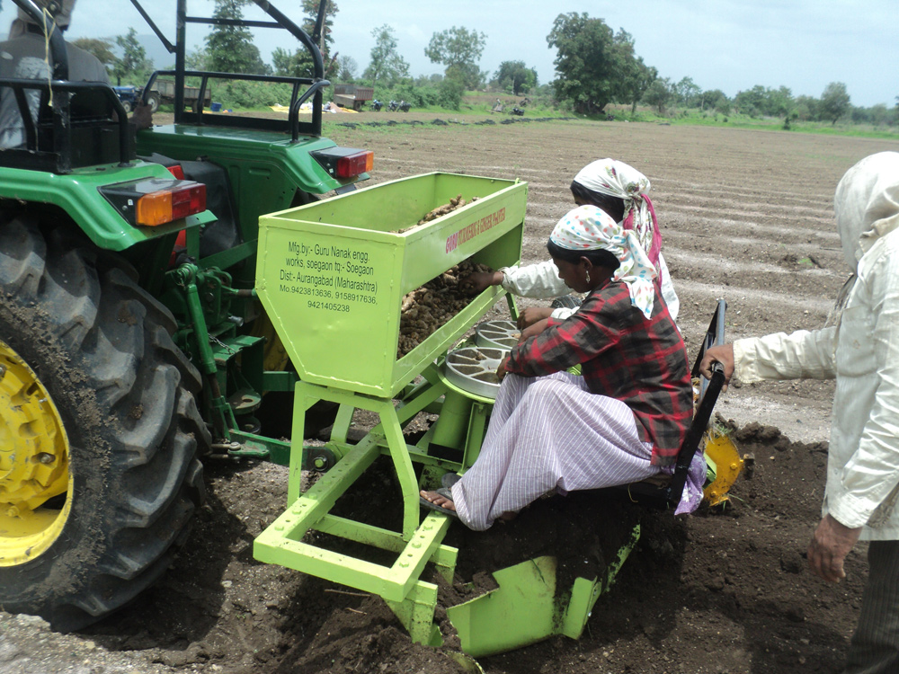 Image of Turmeric/Ginger Planter