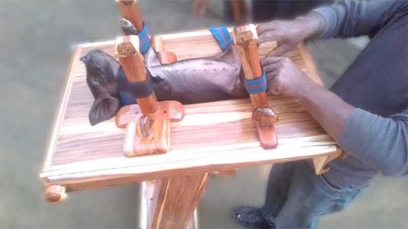 Image of Small Animal Restraining Cum Operation Table