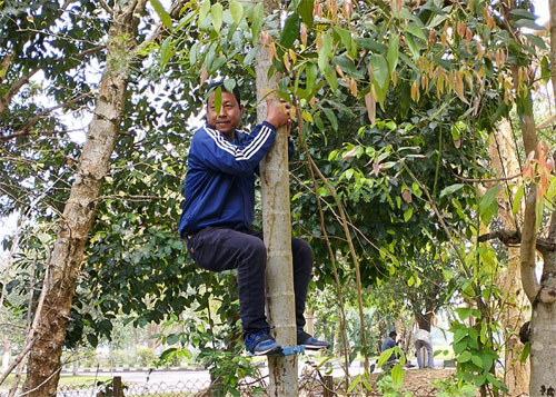 Image of A Device for Climbing Areca-nut Tree