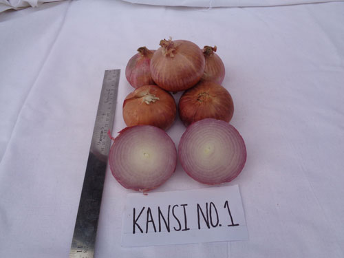 Image of Kansi No.1: Improved High-Yielding Onion Variety