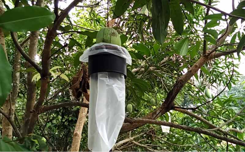 Image of Fruits and Vegetable Capper 