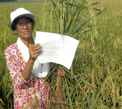 M-Jamini: Fine Grain Aromatic Rice Variety - Photo