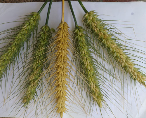 BLK-Balaji: Improved High-Yielding Wheat Variety  - Photo