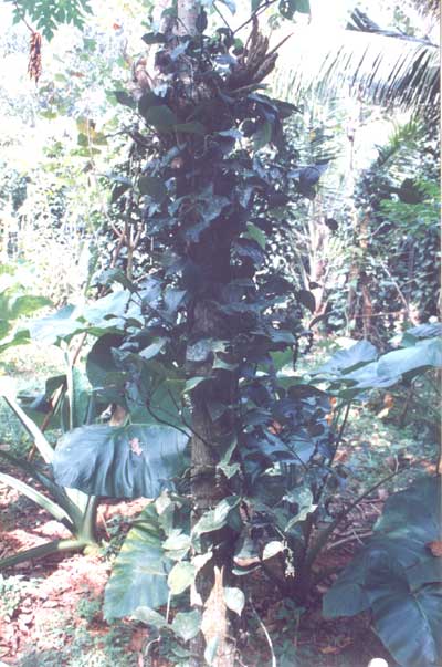 Propagation of pepper - Photo