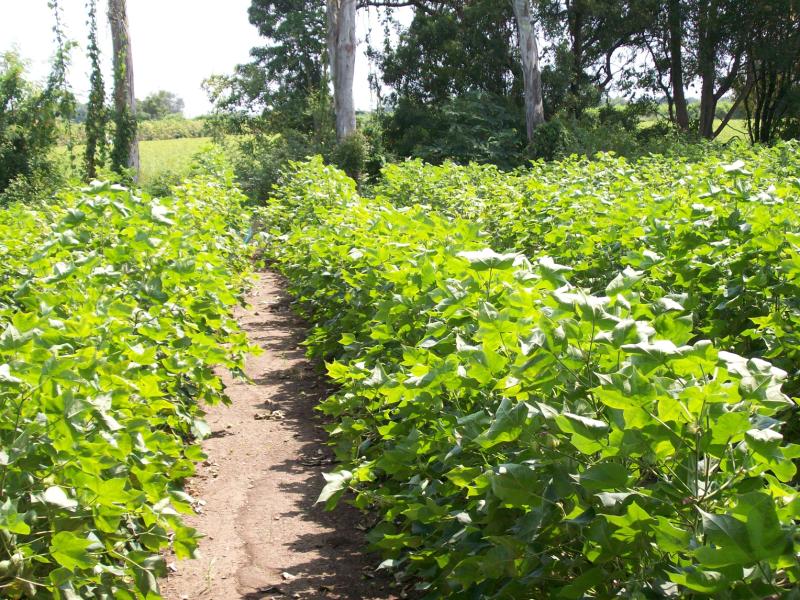 Herbal formulation to control pests in crops - Photo