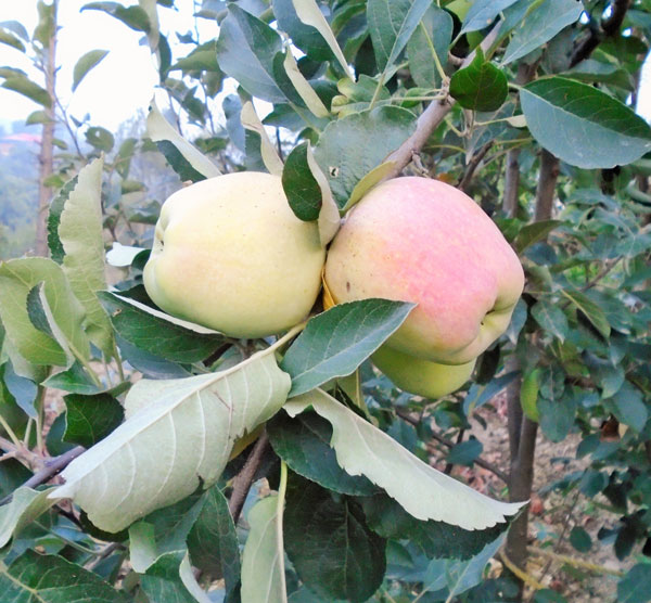 Image of HRMN-99 -  New apple variety for tropical, sub-tropical and plain areas