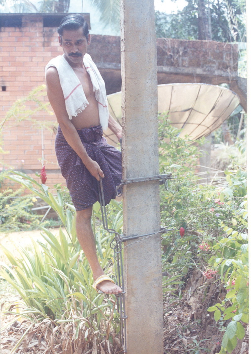 Image of Tree Climber
