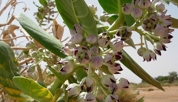 image of CALOTROPIS