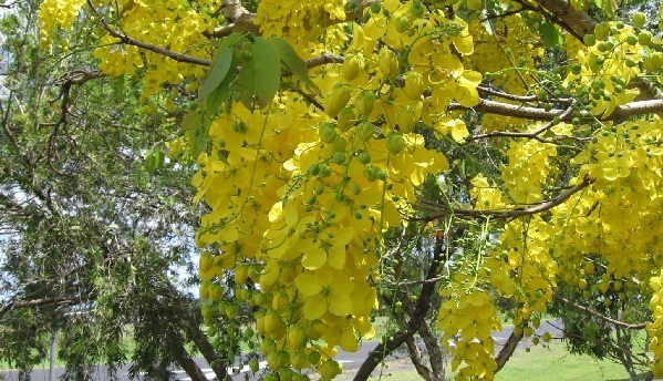 image of CASSIA