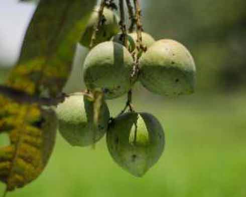 Mousambi and SebMango: Conserved Indigenous Varieties of Mango - Photo
