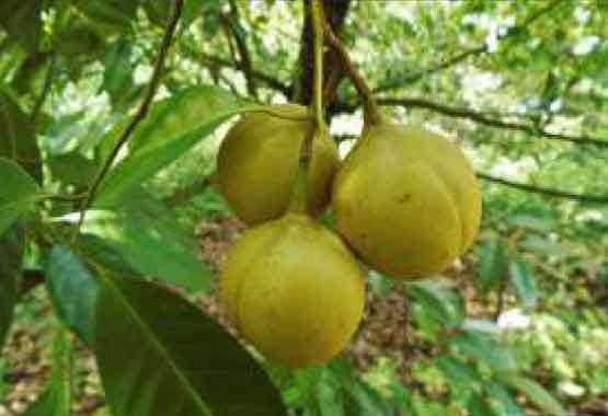 Image of Souwriyamakkal: Improved Nutmeg Variety 
