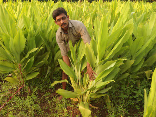 Image of SK-4: Improved High Yielding Turmeric Variety 