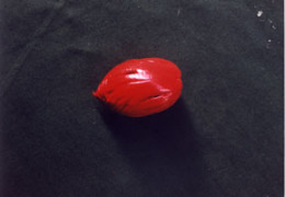 Image of Budding in nutmeg trees
