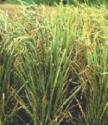 Control of brown plant hopper in paddy and cotton gozing - Photo
