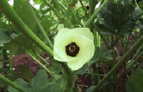 Image of Control of Heliothis in Ladys finger