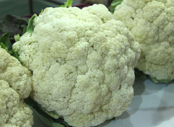 Improved cauliflower variety - Photo