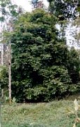 Image of A new nutmeg variety