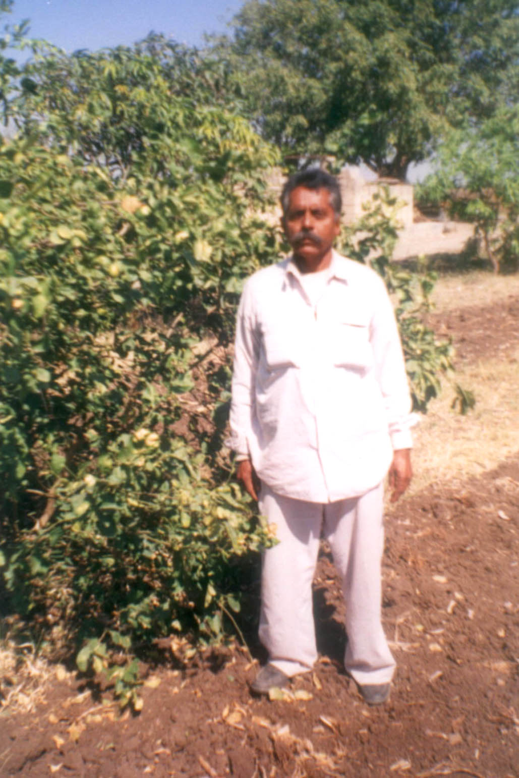 Image of Grafting in lemon
