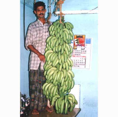 Image of High yield plantain