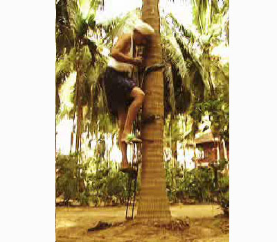 Device to climb arecanut or coconut tree - Photo