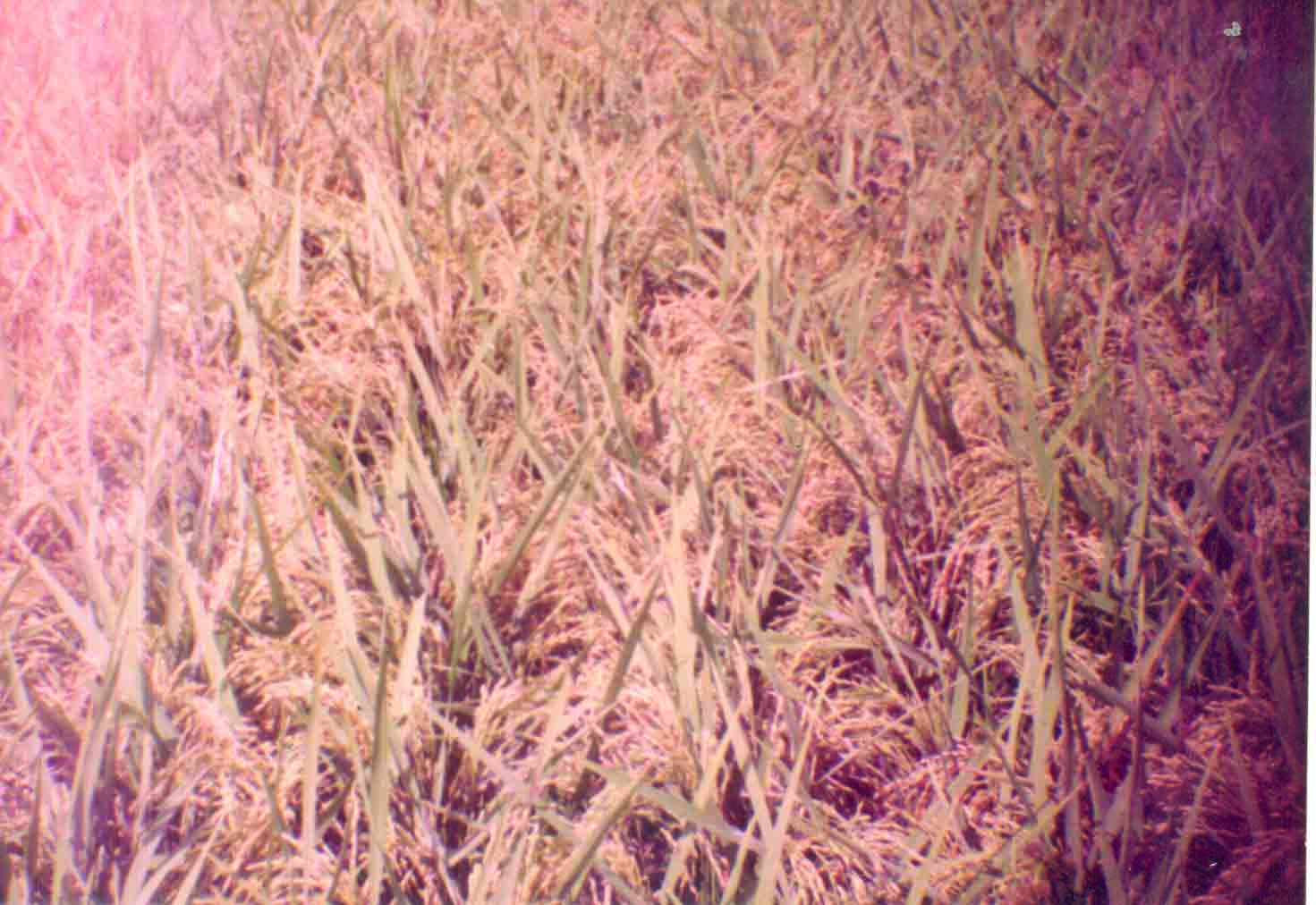 Mysore Mallige A unique paddy variety - Photo