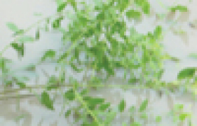 Mulching Salvadora leaves for promoting paddy - Photo