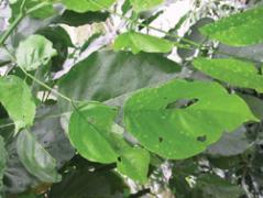 Image of Control of sucking pests in cotton