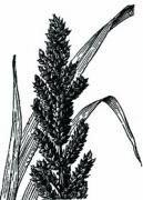 Traditional livestock healer - Photo