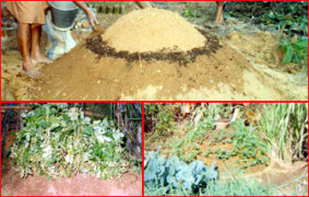 Potato Cultivation in Hay Sacks - Photo