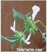 Traditional herbal healer 9 - Photo