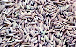 Indrasan - A Farmer Bred High Yielding Rice Variety - Photo